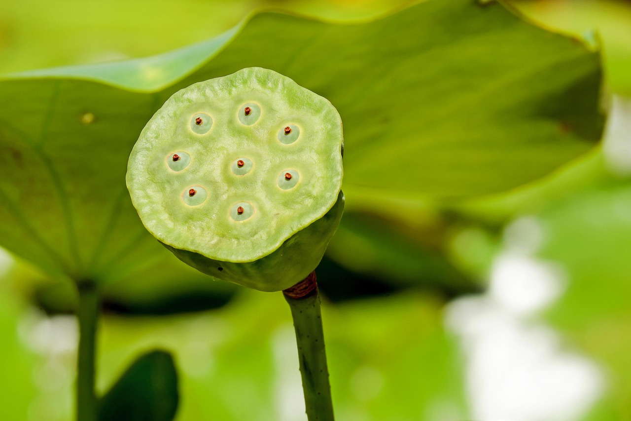 Verschillende eetbare bloemen in een keramische schaal.