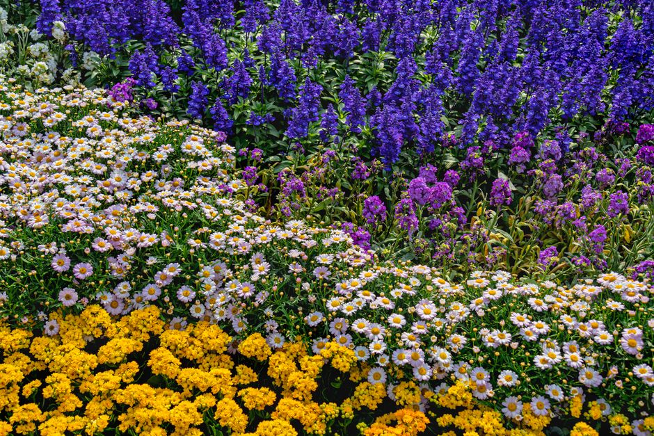 Bij overdekte tuinbank kleurrijke lavendelhagen. Bij overdekte tuinbank kleurrijke lavendelhagen.