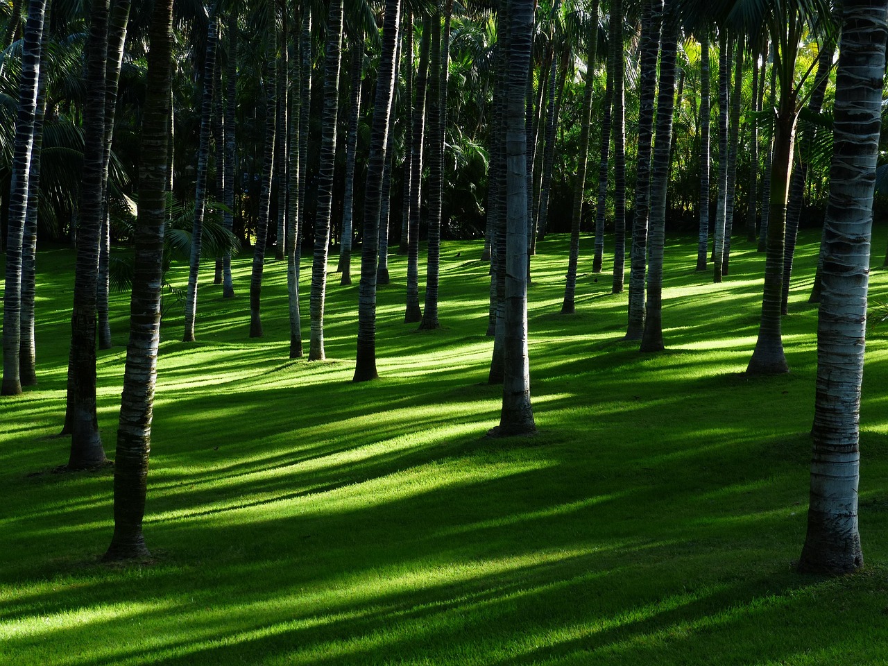 Weelderig groene mediterrane binnentuin met lavendel.