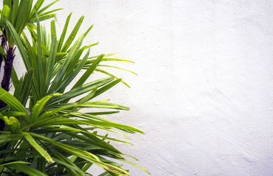 Interieurdecoratie met regenwoudthema en hangplanten.