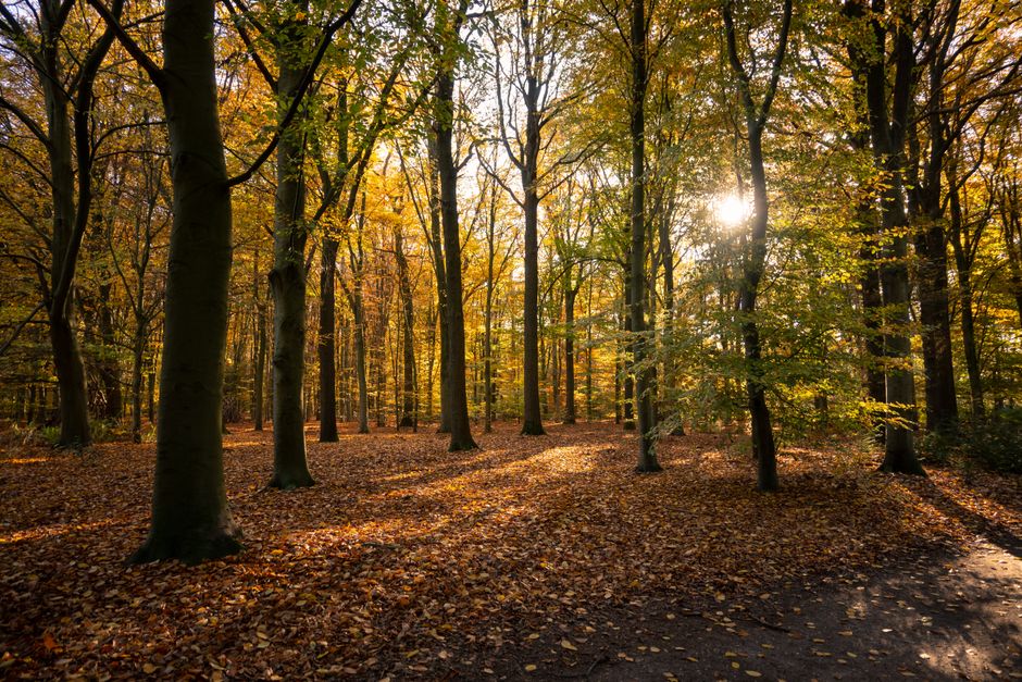 Mistige herfstochtend in een betoverend bos. Mistige herfstochtend in een betoverend bos.