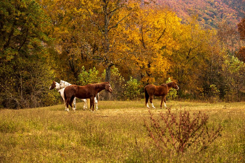 Krachtige zwarte paarden in herfst bos behang. Krachtige zwarte paarden in herfst bos behang.