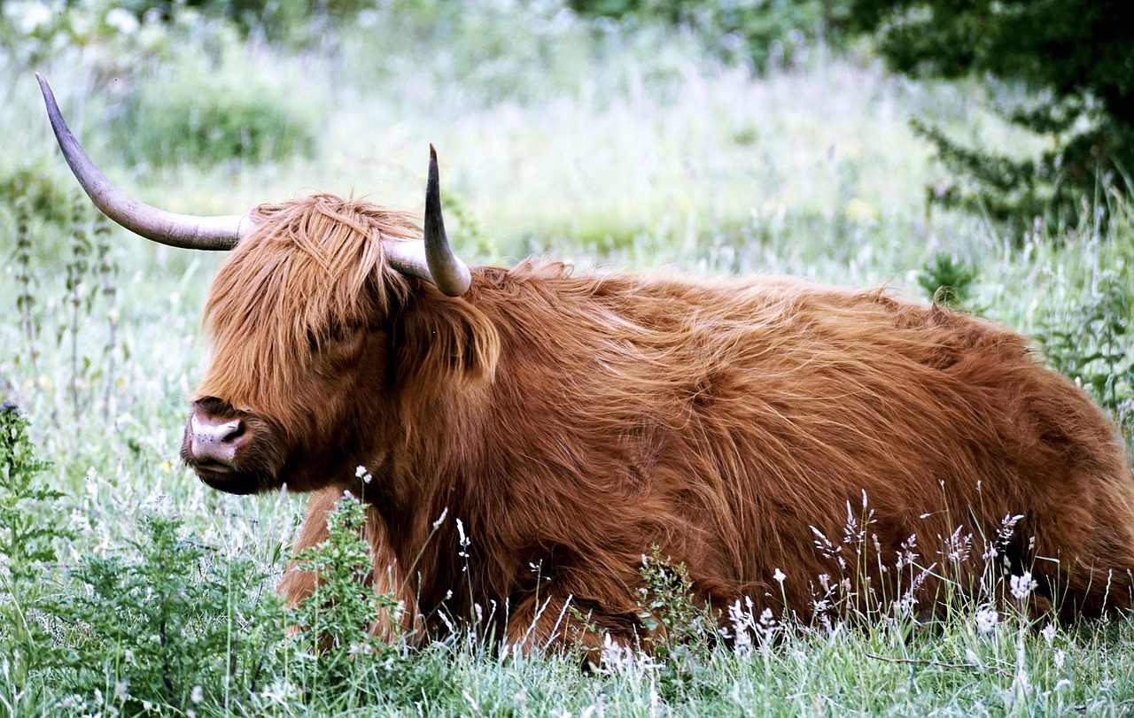 Kleurrijke hooglander voor landelijke herfstdecor.