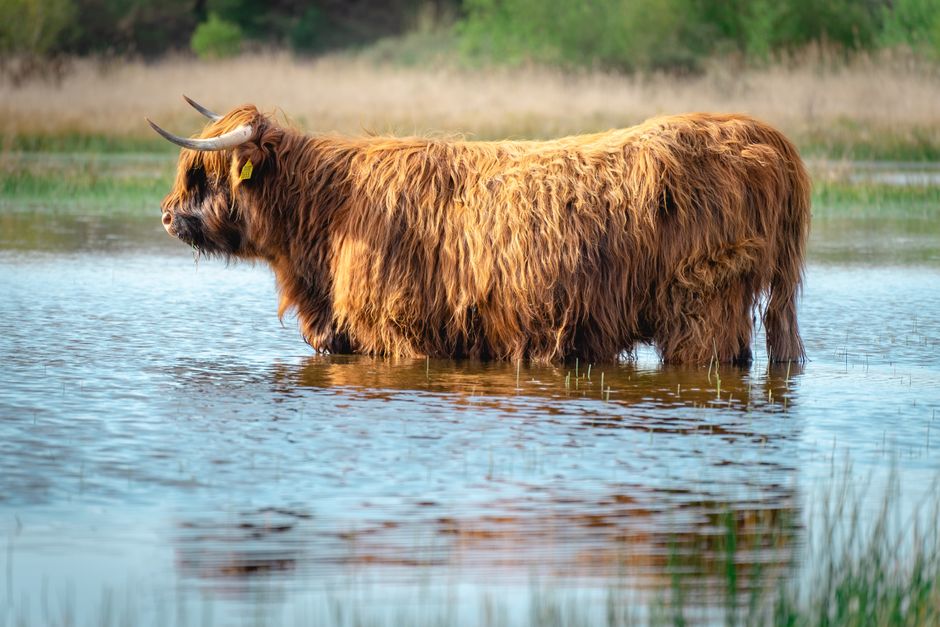 Hooglander kunstwerk in herfstlandschap tonen.